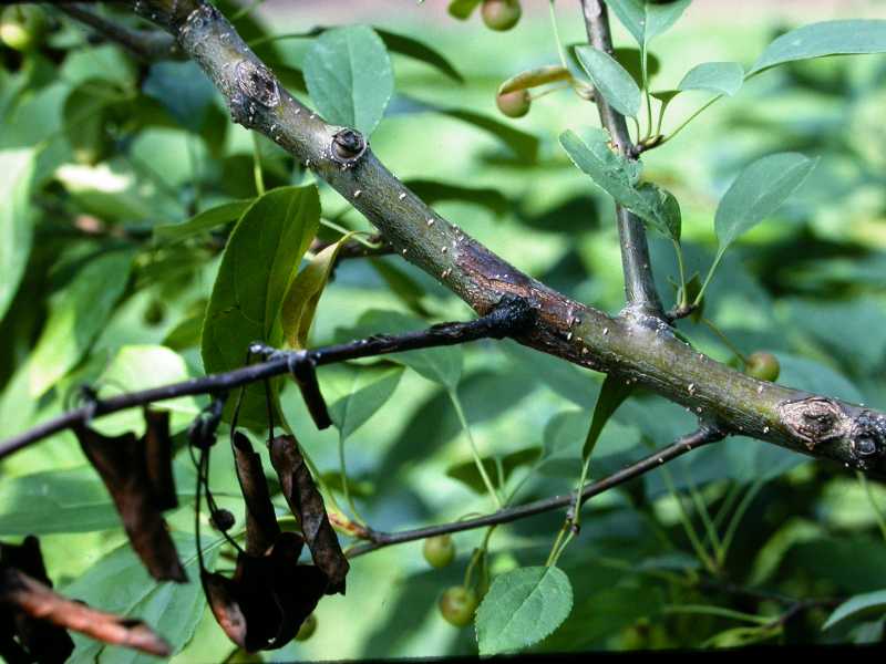 Zed roam tips Flowering Crab Tree Diseases Common Crabapple Diseases